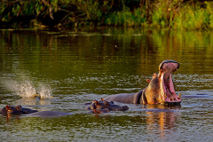 Kenia, Masai Mara